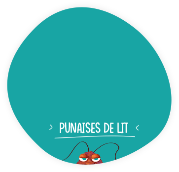 Punaises de lit